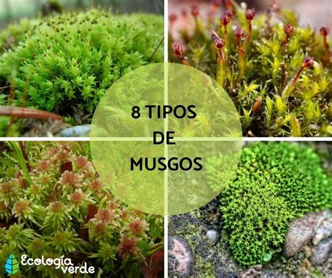 Los diferentes tipos de musgo y sus características Cactus en su mundo