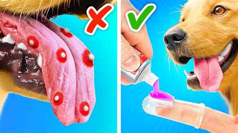 Rette deinen Hund vor Pickeln Beste Gadgets Hacks für Tierhalter