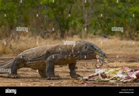 Komodo Dragons Eat Their Prey Indonesia Komodo National Park Stock