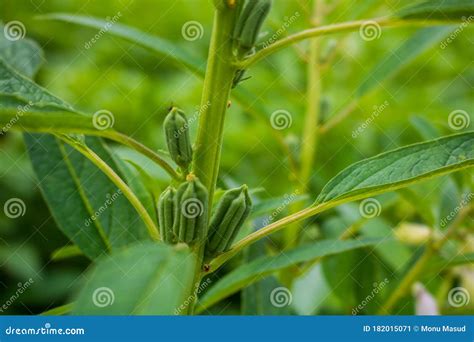 Sesame Seed Flower on Tree in the Field, Sesame a Tall Annual Herbaceous Plant of Tropical Areas ...