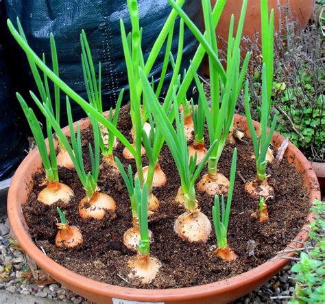 Onions In Container How To Do It Growing Vegetables In Pots