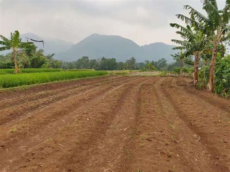 Dijual Sawah Produktif View Gunung Sumber Air Lokasi Ciomas Serang