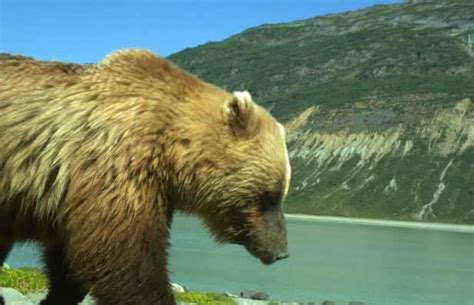 Animals in national parks impacted by even just a few people - Alaska Native News