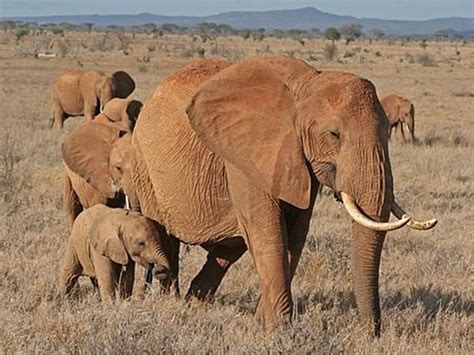 Day Kenya Road Safari Package To Tsavo East West And Amboseli Safari