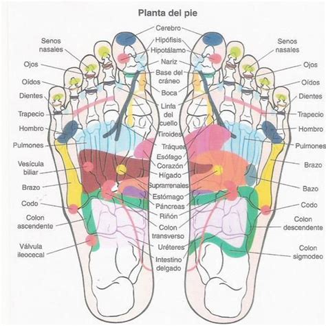 Simplificar Seguir Obra Maestra Mapa De Pies Reflexologia Unidad