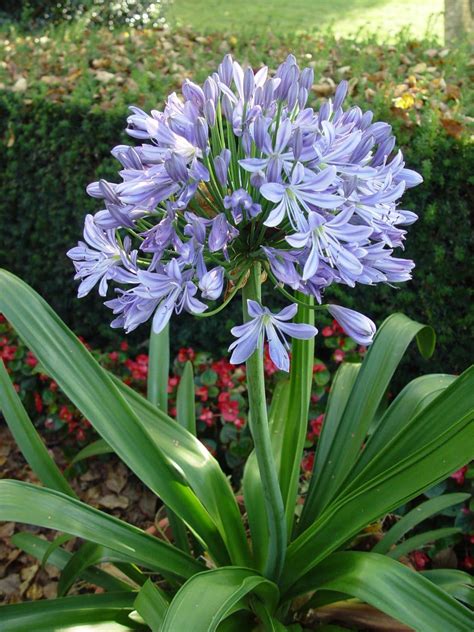 Agapanthus Garden, Agapanthus Praecox, Agapanthus Africanus, Garden ...