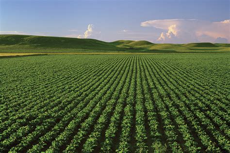 Montana Wide Open Agriculture Farm Flavor