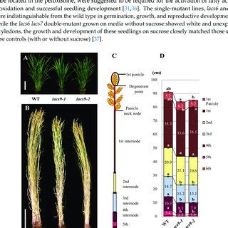 Phenotype Of The Wild Type WT And Lacs9 Mutant Lines Lacs9 1 And