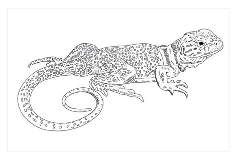 Dibujos De Lagarto Para Colorear E Imprimir Coloringonly