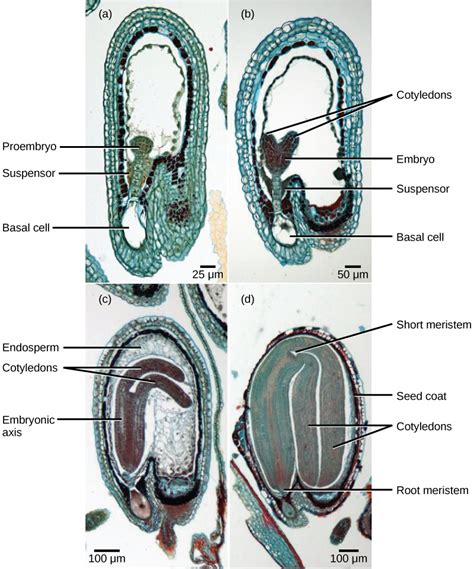 322 Pollination And Fertilization Biology Libretexts