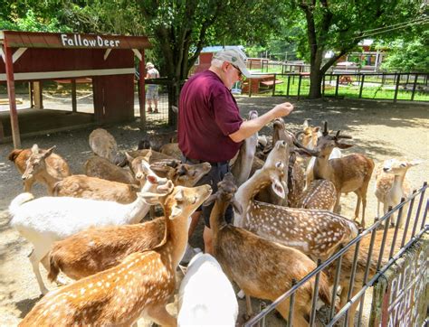 Big Daddy Dave: Deer Farm and Petting Zoo