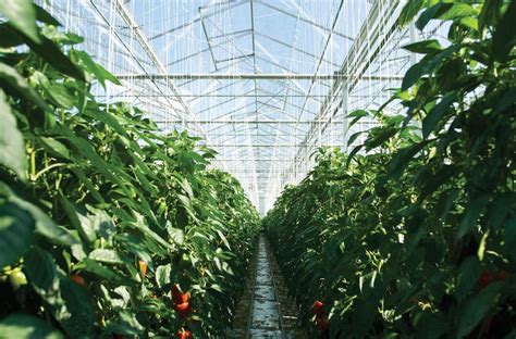 5 Tips for Greenhouse Ventilation and Cooling - Greenhouse Info