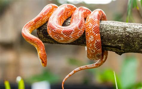 23 AWESOME Facts About Corn Snakes - Reptile Jam