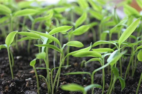 Balkan Ecology Project : Soil Temperature and Seed Germination