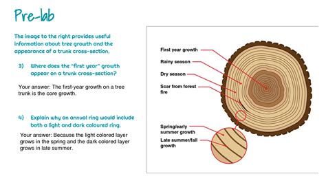 SOLUTION: Dendrochronology virtual lab - Studypool