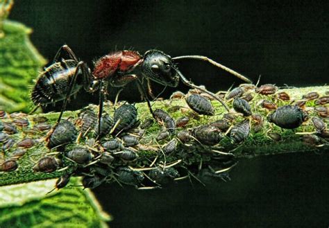 Ants and Aphid Symbiosis | BUG UNDER GLASS