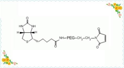 Maleimide Peg Biotinbiotin Peg Mal生物素peg马来酰亚胺用于生物分子检测 哔哩哔哩