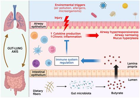 Frontiers Butyrate Connecting The Gut Lung Axis To The Management Of