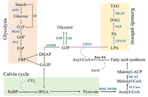 Schematic Diagram Of Glycerol And Tag Synthesis Metabolites G P