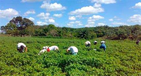 América Latina y África serán líderes en producción agrícola en la próxima década Blueberries