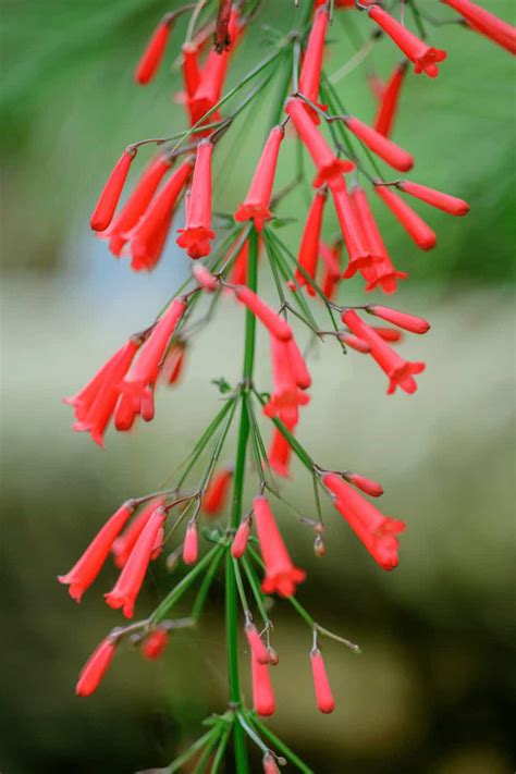 Firecracker Plant Care Made Easy ― 1 Best Hacks