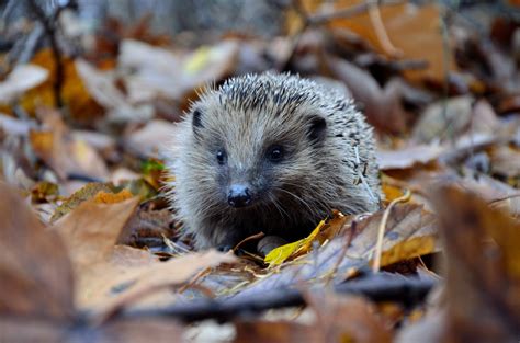 How To Make Your Garden Wildlife Friendly In Winter The Boston Bulb