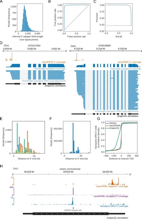 Nanopore Direct Rna Sequencing Maps The Complexity Of Arabidopsis Mrna