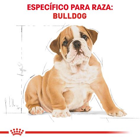 Royal Canin Bulldog Inglés Cachorro La Farmascota