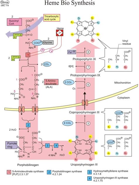 Biochemistry Charts – For Classes, Not Masses