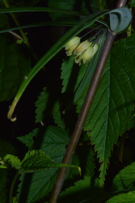 Polygonatum verticillatum – eFlora of India