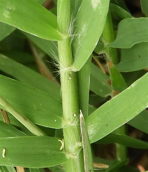 Cynodon Dactylon