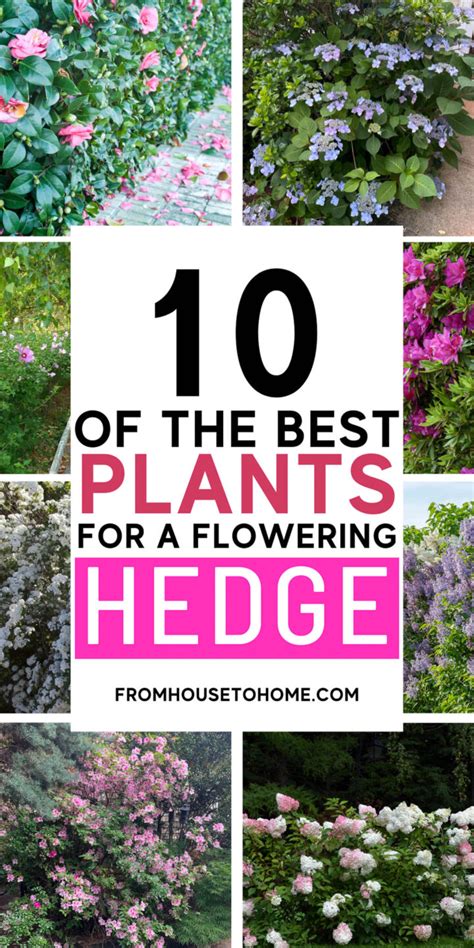 Flowering Hedge Plants: 10 Of The Best Bushes For Hedges