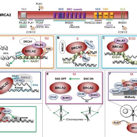 Schematic Representation Of The Structural Domains Of Brca Showing The