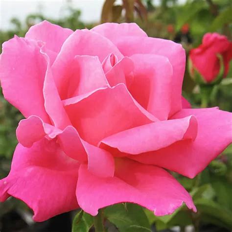 Perfume Delight Rose Tree For Sale Online The Tree Center