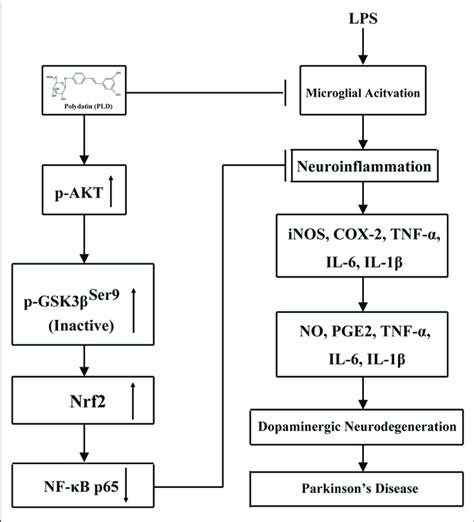 Scheme Summarizing The Anti Inflammatory Effects Of Pld On