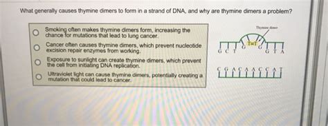 Solved What generally causes thymine dimers to form in a | Chegg.com