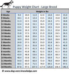 Puppy Weight Chart for Large Breed Dogs