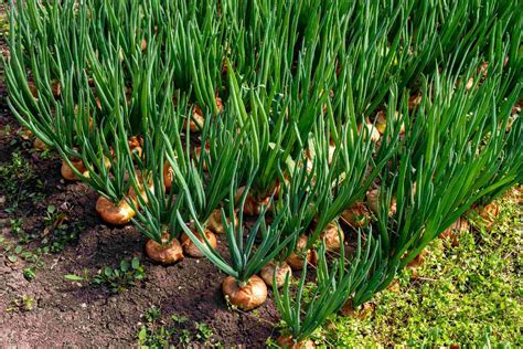 Descubre las mejores prácticas para la siembra de cebolla en Argentina