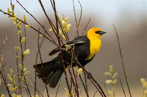 Hundreds of Birds Fall Dead From Sky in Shocking Footage Sparking Wild