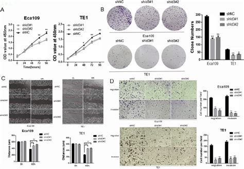 Silencing Id3 Inhibited Proliferation Migration And Invasion In Human