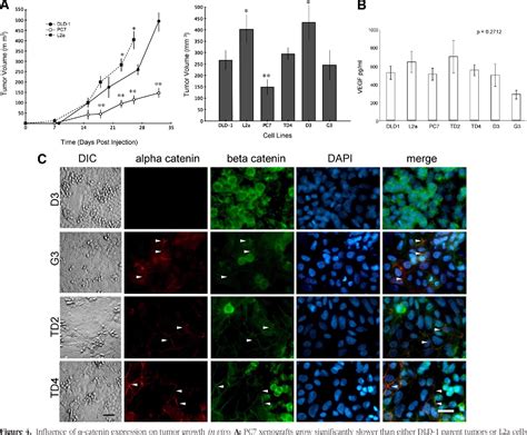 Figure 4 From Tumorigenesis And Neoplastic Progression Modulation Of