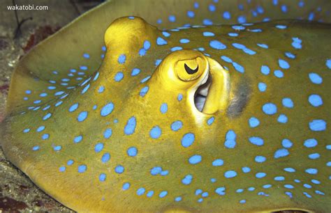 Wakatobi Flow • The blue-spotted stingray is most often spotted...