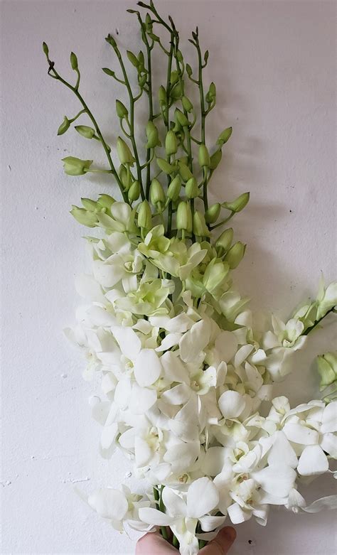 Orchid Dendrobium White | Dendrobium orchids, White dendrobium orchids, Orchids simple