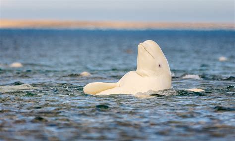 Beluga Whale Swimming