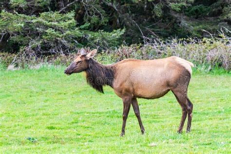 Roosevelt Elk in Ecola State Park on the Oregon Coast Stock Image ...