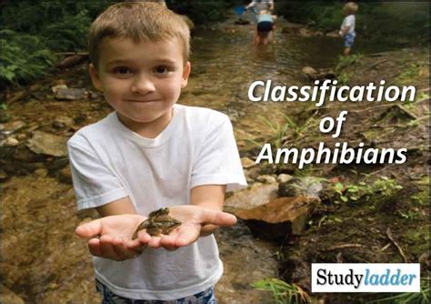 Classification of Amphibians - Studyladder Interactive Learning Games