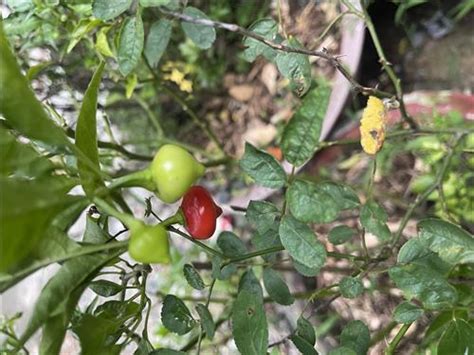 Nhân Nguyễn Gay Tuổi 40 Độc thân TP Hồ Chí Minh Người yêu lâu dài