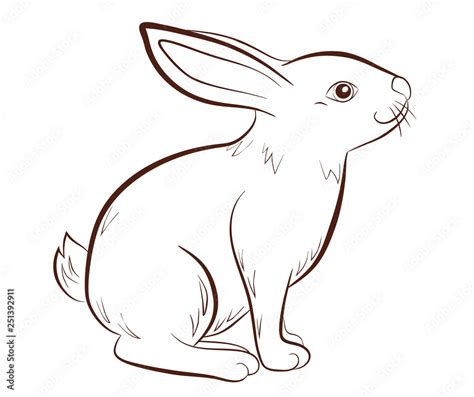 Rabbit Profile Drawing