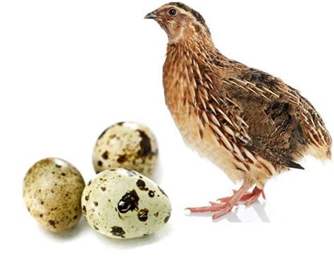 Quail Eggs and their Unique Health Benefits