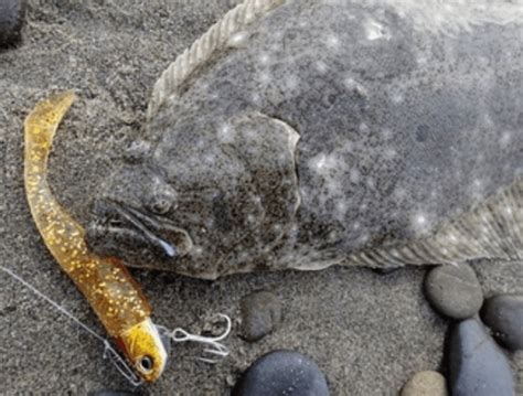 【ヒラメ（平目）をルアーで釣る場合のリールの選び方】ハイギア・peラインの巻き取り量・重さが重要！おすすめ（人気）のリールは【ランキング